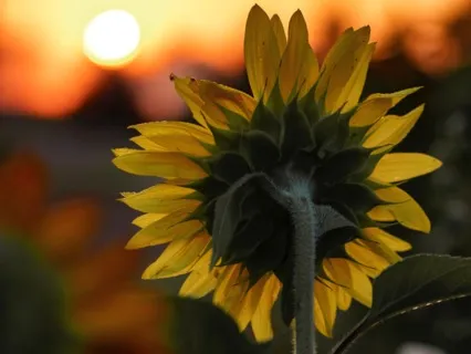 1-Minute Meditation: Find Inner Peace