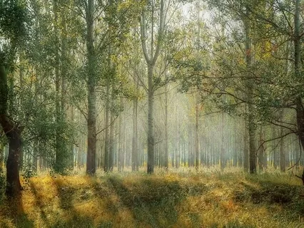 1 Minute Mindful Sitting Practice