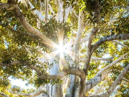 2 Minute Grounding With Root Chakra Crystal Bowl And Birds