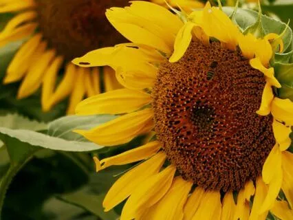 10 - A Joyful Balance | Law Of Attraction Music Series