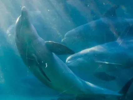 10 Hour- Dolphin Adventure: Yoga Nidra | Sleep Story