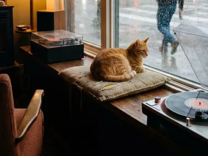 10 Hours City Rain & Vintage Vinyl Crackle: All Night Sleep