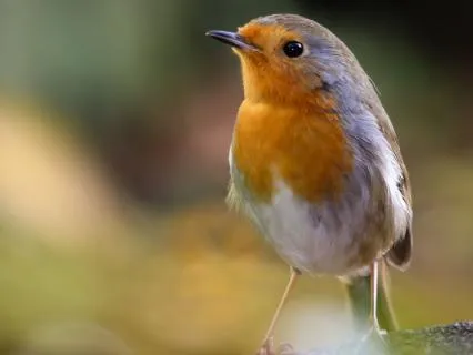 10 Hours Of Birdsong For Deep Sleep, Relaxation & Meditation