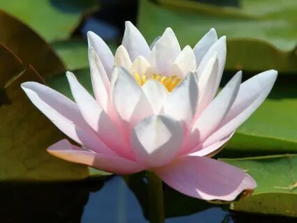 10-Minute Clarity And Focus Meditation (Lotus Breath)