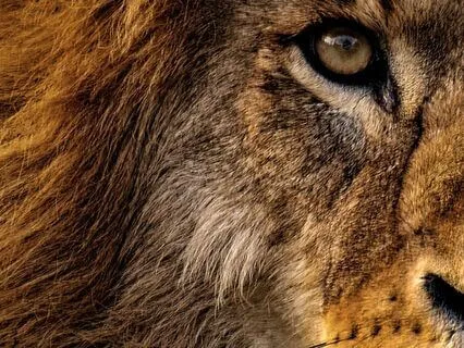 10 Min For Your Heart | #04 | Today We Breathe Like The Lion