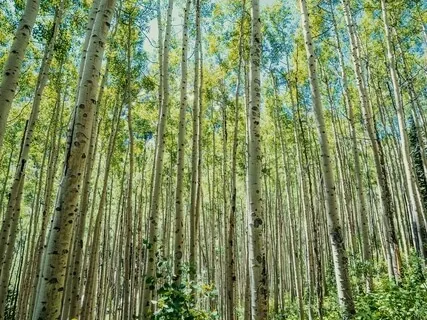 10-Min Meditation - Breathing Exercise With Singing Bowls