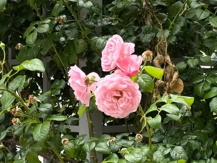 10-Min Metta / Loving-Kindness Meditation (W/ Sound Healing)