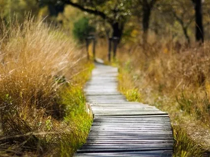 10-Min Mindful Walking Practice