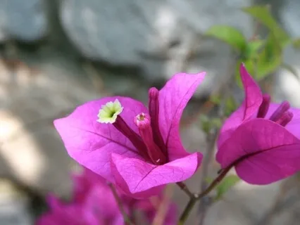 10-min Mindfulness of Breath