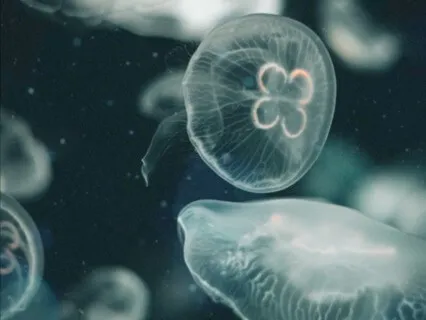 10 Minute Ambient Music For Savasana