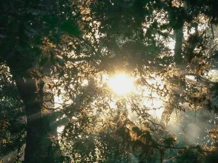 10-Minute Body Reset - Gentle Tapping & Bhramari Breath