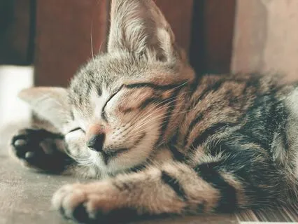 10 Minute Body Sanctuary Sleep Meditation