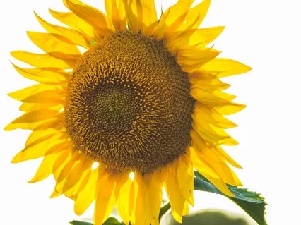 10-Minute Breathwork Reset