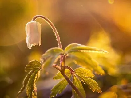 10 Minute Gratitude Morning Meditation With Affirmations