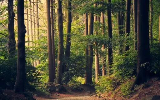 10-Minute Grounding Into Presence 