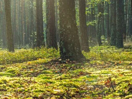 10 Minute Grounding Meditation:Find Peace Through The Breath