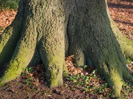 10-Minute Grounding Meditation