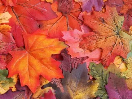 10-Minute Guided Fall Meditation For Grounding & Renewal