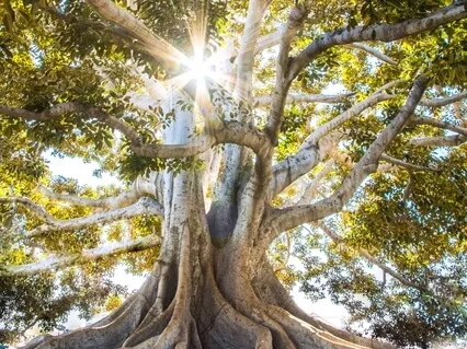 10 Minute Healing Light 