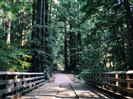 Easeful Homecoming Journey