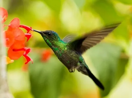 Hummingbird