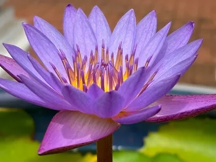 10-Minute Metta/Loving-Kindness Meditation