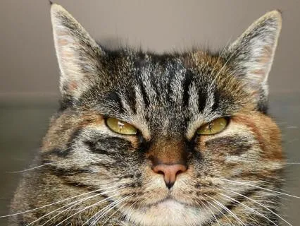 10 Minute Negative Self Talk Meditation