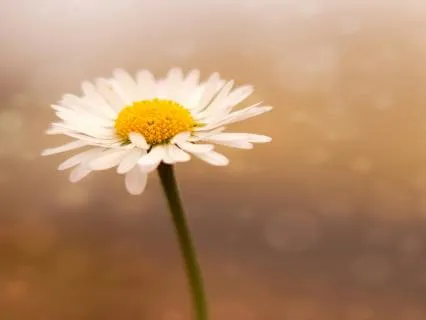 10-Minute Presence Meditation