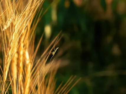 10 Minute Restorative Meditation (Crickets)