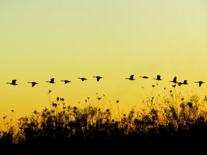 10-Minute Seated Body Scan 