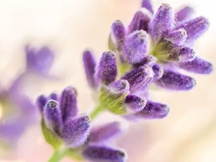 10 Minute Sitting Meditation