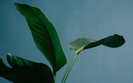 10-Minute Vipassana Meditation