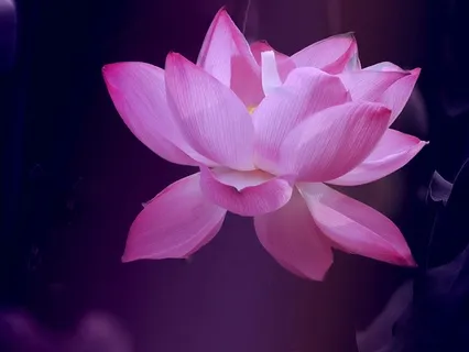 10-Minute Yoga Nidra To Reset Your Nervous System