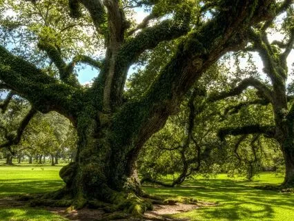 10 ReConnect With Yourself: Plant-Guided Journey To Malkuth