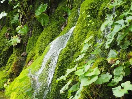 10 second Forest Sound Bath Detox