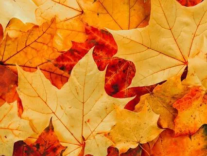 1000 Leaves - A Healing Restful Lullaby