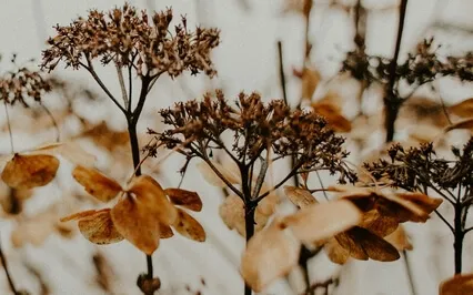 1000HZ - Brain Healing Frequency - Cerebral Neurons