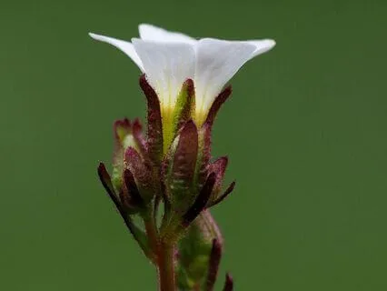 11/11 Following Your Soul Notes Into Harmony