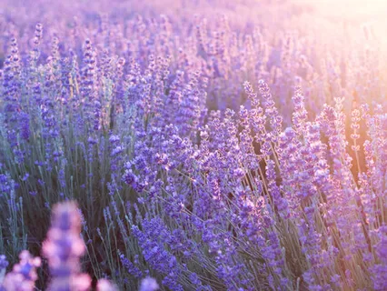 11:11 Gateway 2020 Meditation: Passing A Golden Marker