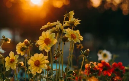 11/22 Channeled Energy Work Meditation: Djehuty & Metatron