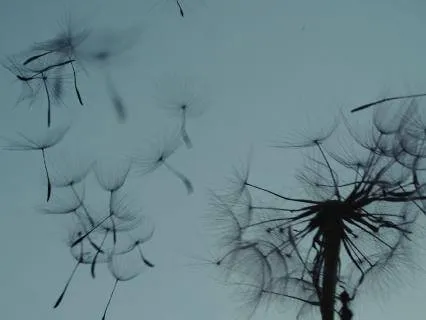 11 Hours Wind Sounds for Deep Sleep | All Night Soundscape