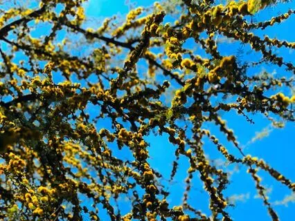 11-Minute Body Scan + PMR Release!