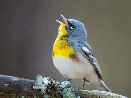 11-Min Vocal Warm Up For Connection & Confidence 