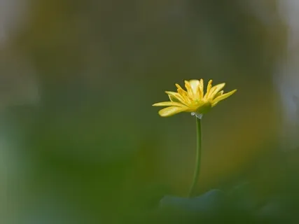 Body & Breath Awareness With Mantra