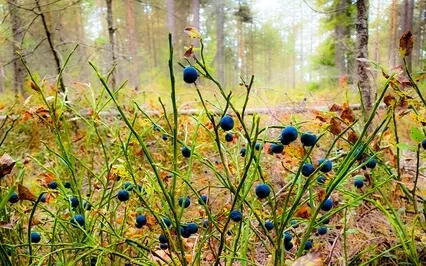 11 Minutes Of Relaxing Piano Music