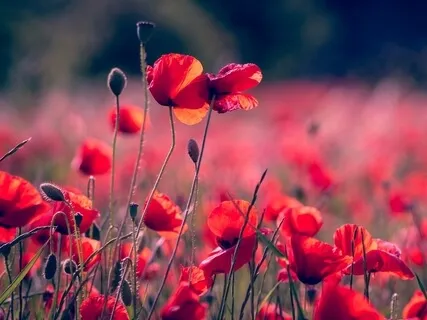 111% Великолепия. Я - Аффирмации На Каждый День. Для Женщин