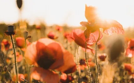 1111 Synchronicity Path Meditation