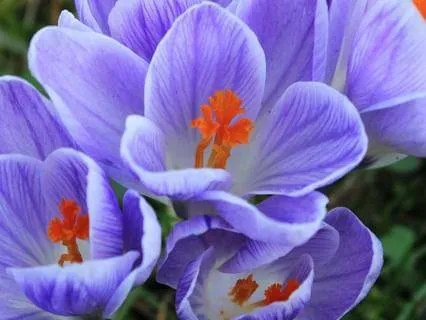 111Hz Frecuencia Sagrada | ADN Regeneración Celular Completa