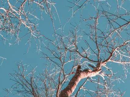 Nervous System Nervous System Calm