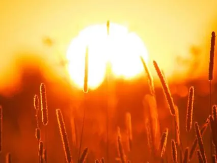 Somatic Somatic Sway